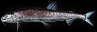 Fish Identification: Find Species
